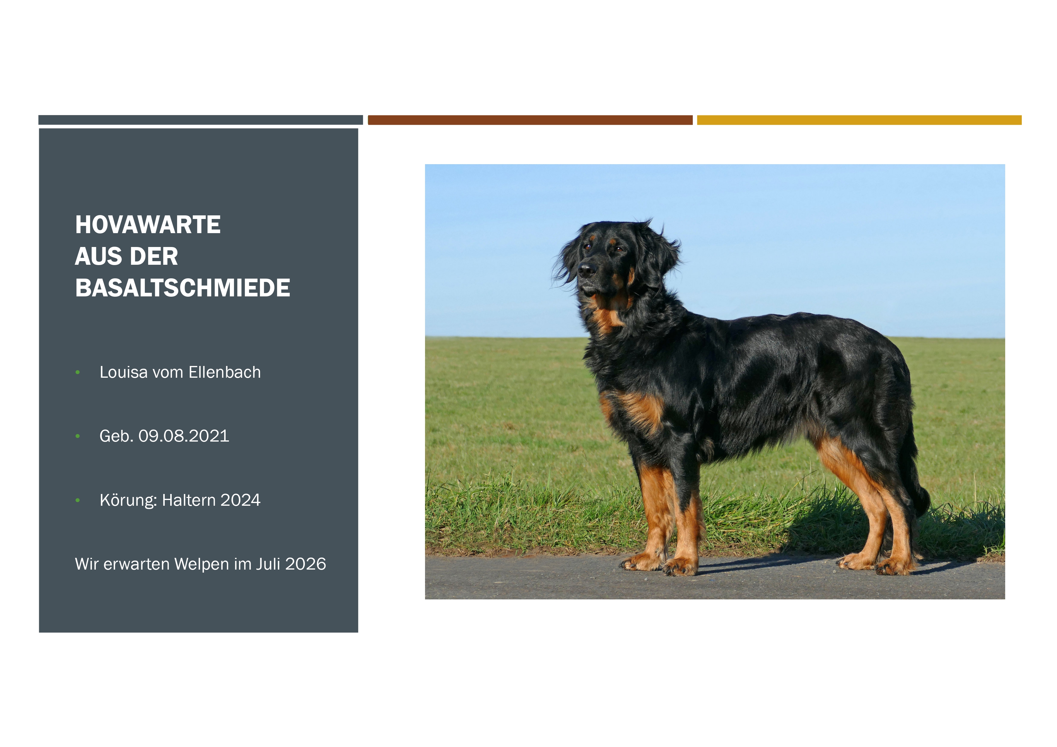 Steckbrief Louisa