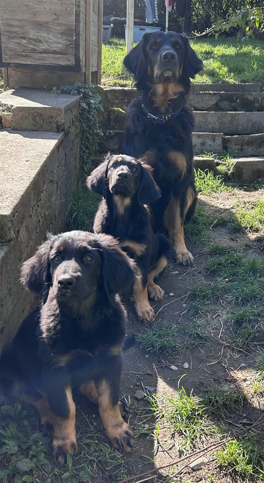Drei Hovawarte sitzen hintereinander auf einer Treppe